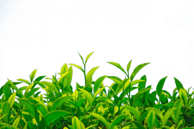 Green Grass