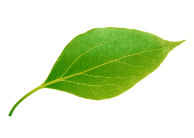 leaf of life